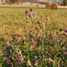 Lucerne - Supersonic (coated) 1kg seeds