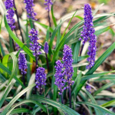 Muscari 'Green' 2.5L