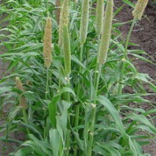 Pearl Millet – Babala (25kg Full bag )