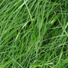 Perennial Rye – Nui -25kg (Full bag)