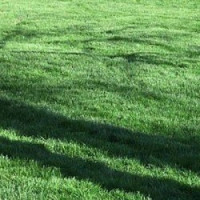 Poa Trivialis - Maximum (25kg / Full bag)