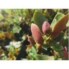 Crassula streyi 2.5L