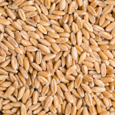 Spelt Grain 5kg