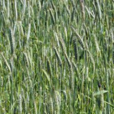 Spring Rye – SSR1 / Southern Green -1kg