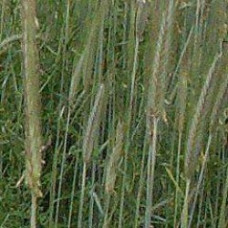 Stooling Rye – Leba / Southern Blue -25kg (Full bag)