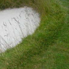 Tall Fescue – Jessup -25kg (Full bag)