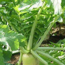 Tiller Radish – Groundhog -1kg