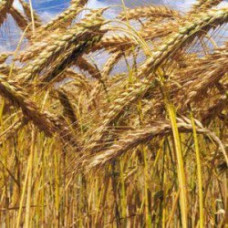 Triticale – Rex / Korhaan-25kg (Full bag)