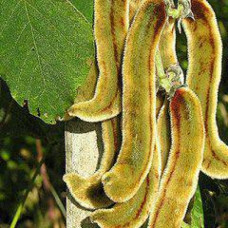 Velvet Beans 25kg (Full bag) 