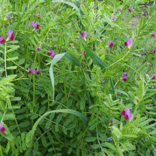 Vetch – Common (Sweet) / Blanchefleur  -25kg (Full bag)