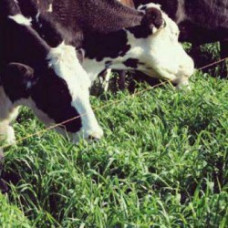 Westerwold / Annual Rye – Striker -1kg 